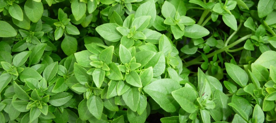 BASILIC 