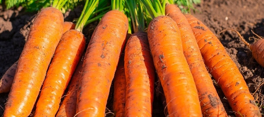 CAROTTES Carotte fane, à la botte (environ 0.7 kg)