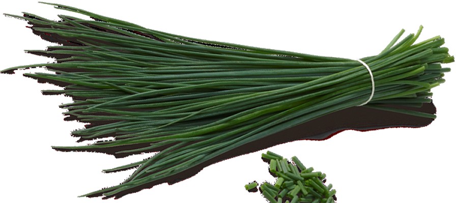 CIBOULETTE 