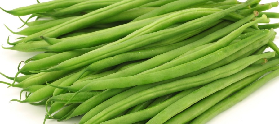 HARICOT VERT 
