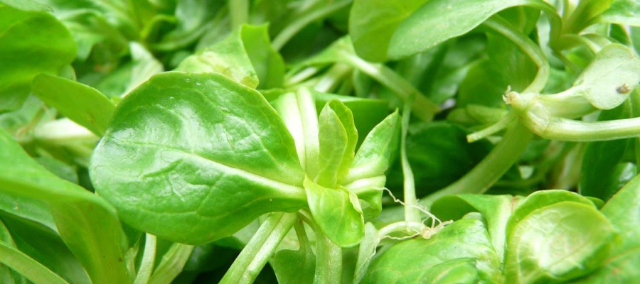 MACHE (100 g = 1 grosse poignée)