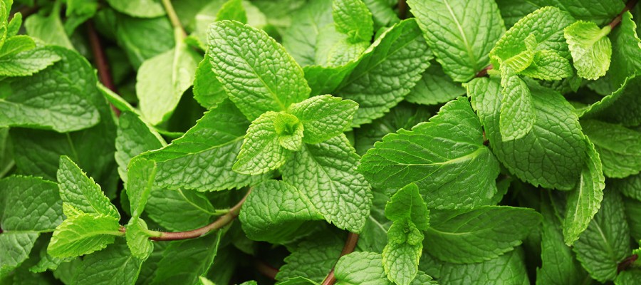 MENTHE FRAICHE 