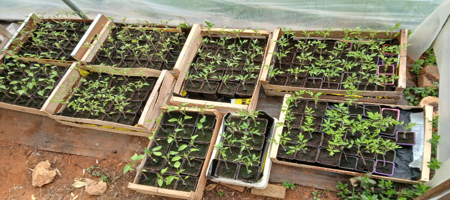 PLANTS TOMATE Cerise, petite précoce, moyenne, grosse ancienne