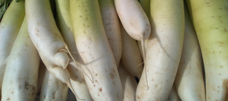 RADIS CHINOIS Ostergruss Rose (5 à 6 par botte)