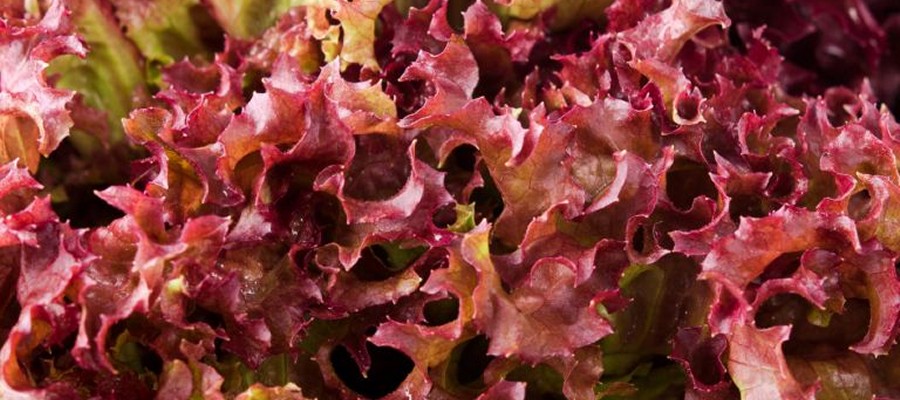 SALADE BATAVIA ROUGE 