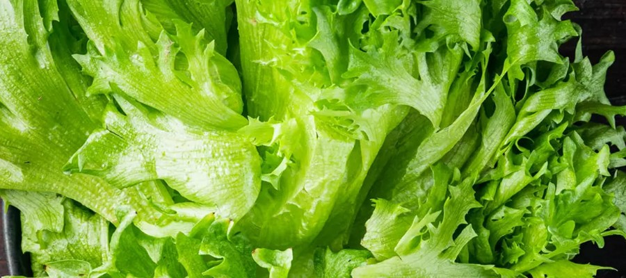 SALADE BATAVIA VERTE 