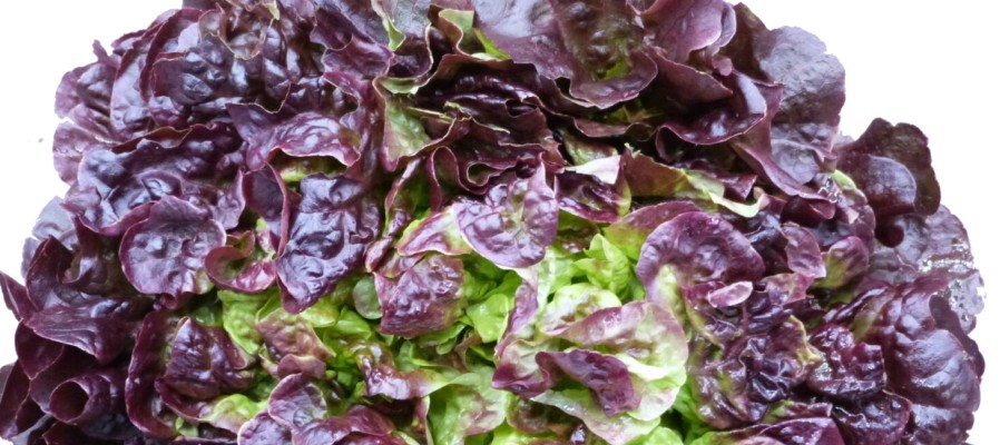 SALADE FEUILLE DE CHENE ROUGE  