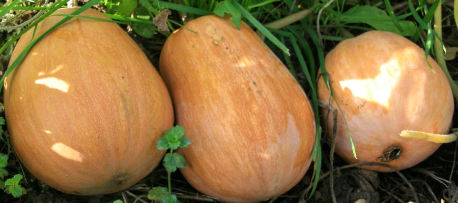 SUCRINE DU BERRY COURGE