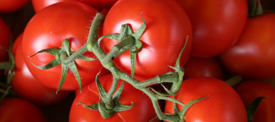 TOMATE RONDE 