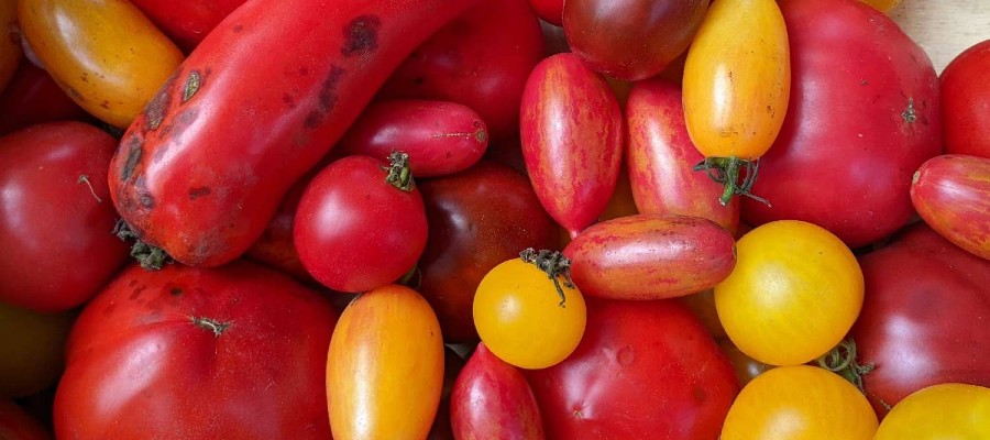 TOMATES à COULIS  Bien mûres 